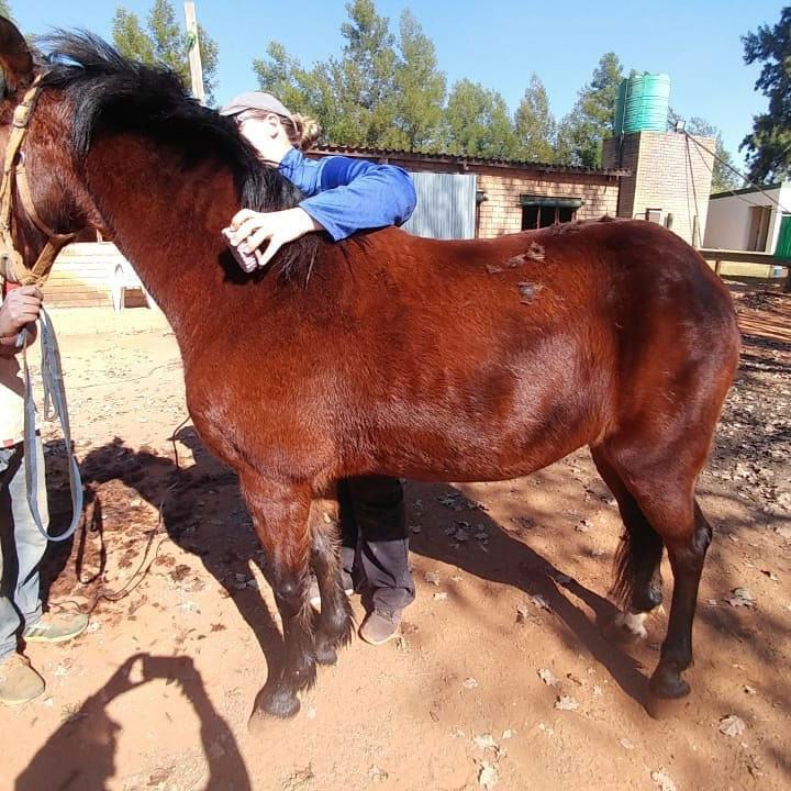 Rider lying across her freshly clipped horse