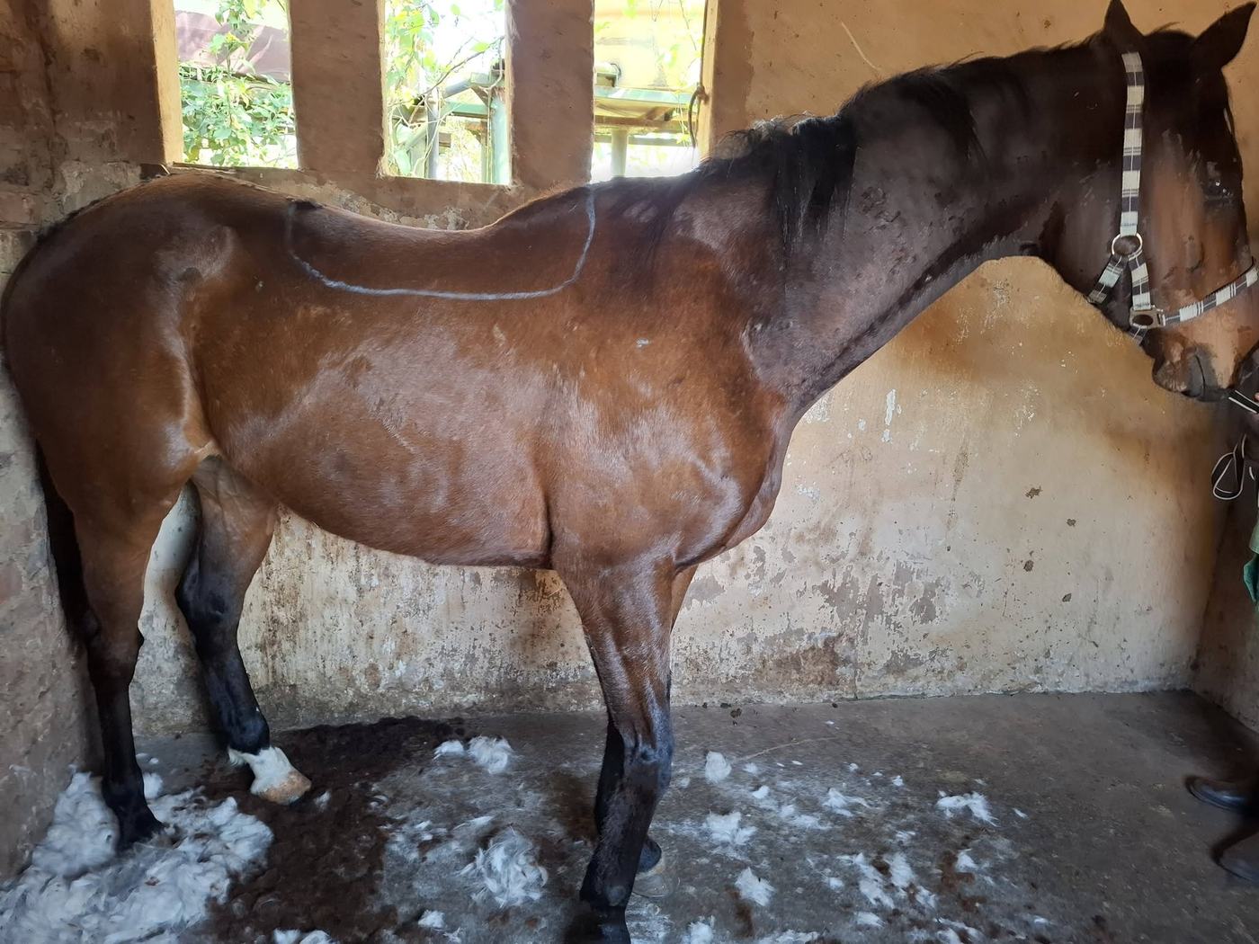 Bay horse with a fresh hunter clip in its stable