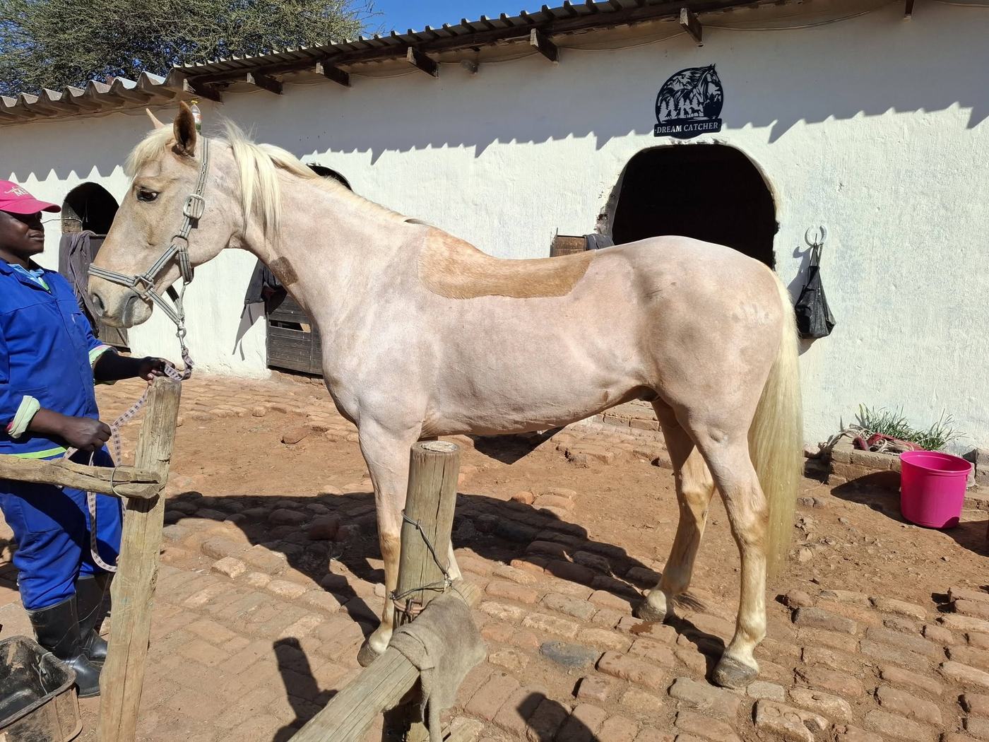 Palomino horse with a hunter clip and saddle patch