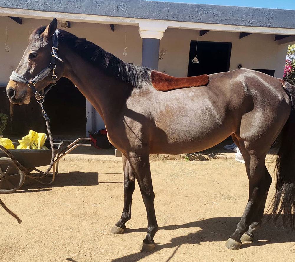 Clipped bay horse with a saddle patch