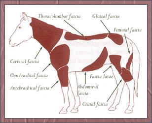 Chart of the fascia in a horse's body