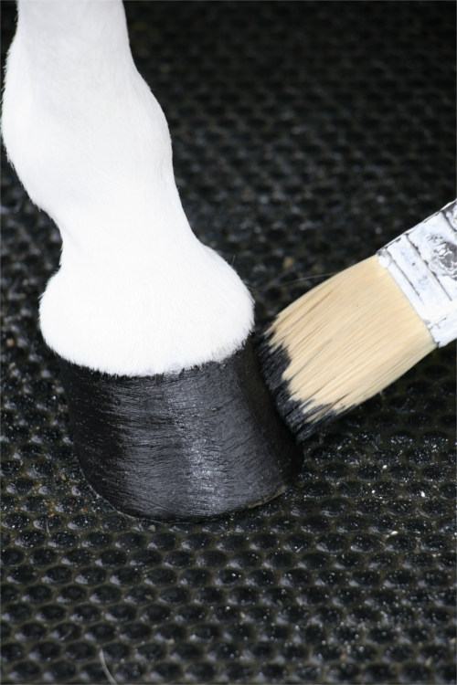Painting a hoof with hoof oil
