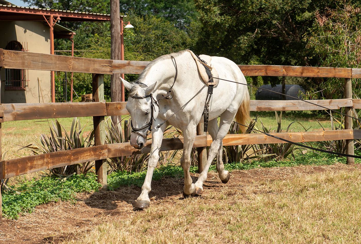 Grey horse trotting on the lunge