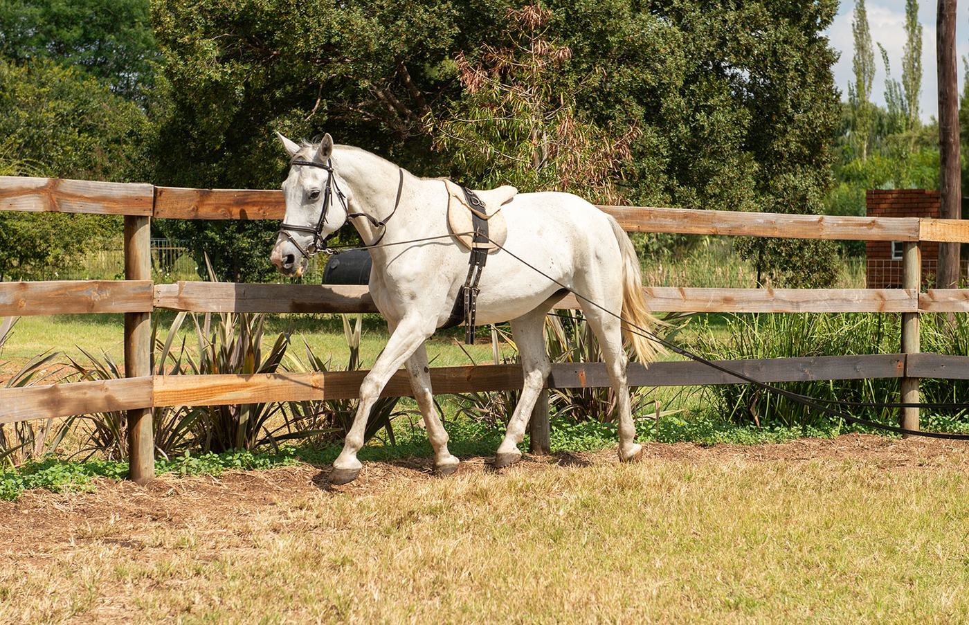Grey horse walking on the lunge