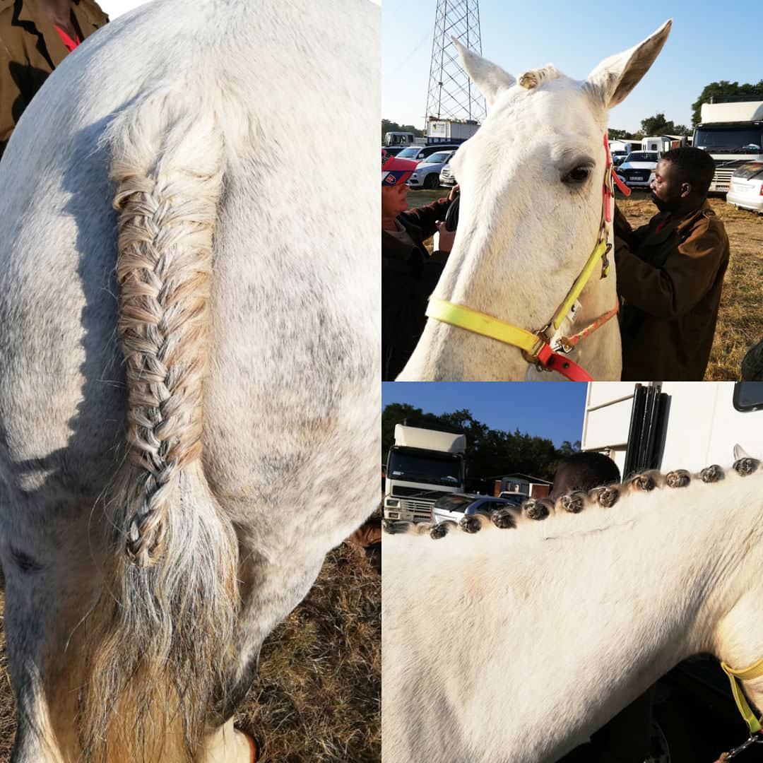 Plaited tails and manes on show horses