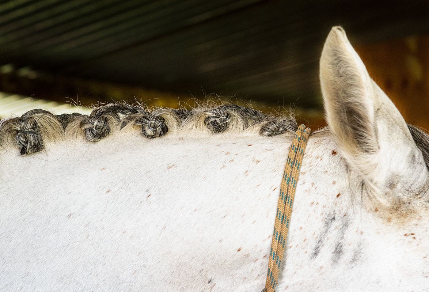 Close-up of a plaited mane on a grey horse