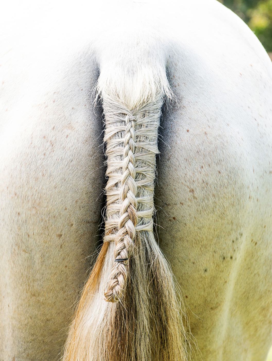 A neatly plaited tail on a grey horse
