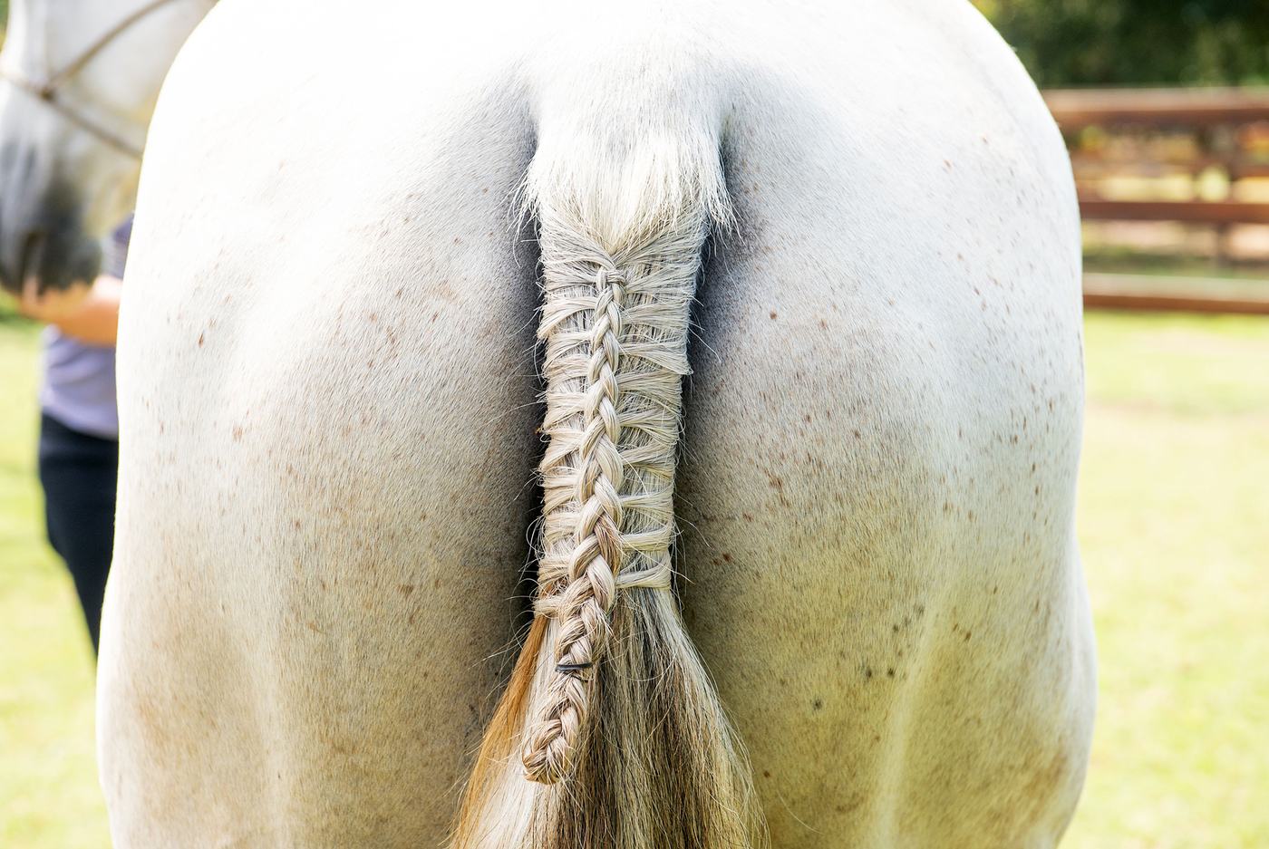A neatly plaited tail on a grey horse