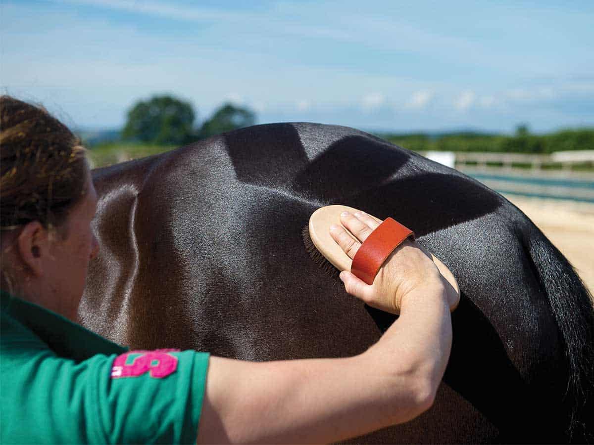 Checkerboard quartermarks on a dark horse